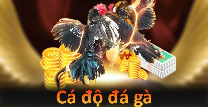Đá gà trực tiếp